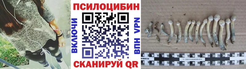 Купить  Клинцы  Галлюциногенные грибы Psilocybine cubensis 